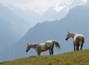 Centro equestre di campagna