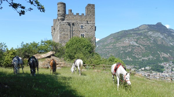 A.S.D. Cavallo e natura