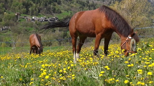 Cheval -Ami a.s.d.