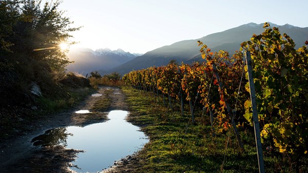 Ottin Elio Winery