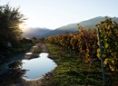 Azienda vitivinicola (Weingut) Ottin Elio