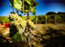 S.s. (state highway) Grosjean Vins Winery
