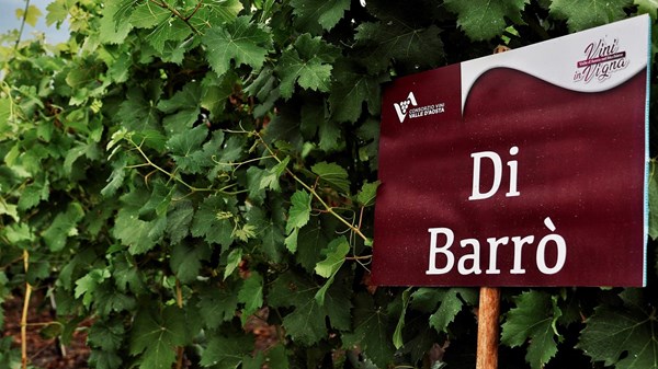 Azienda vitivinicola (Weingut) Di Barrò