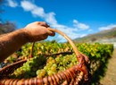 Azienda vitivinicola (Weingut) La Vrille