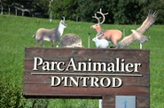 Welpen in einer Kutsche im Park