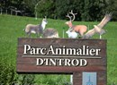 Observer les animaux en calèche dans le Parc