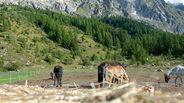CheVal d'Aoste Mont Blanc A.S.D.