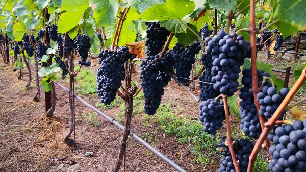 Azienda vitivinicola Edoardo Braga Vini