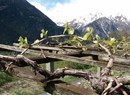 Azienda vitivinicola (Weingut) Brunet Piero