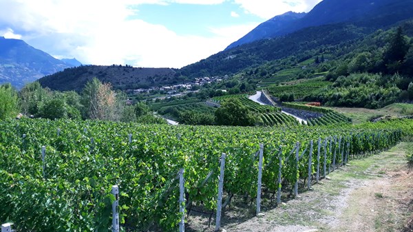 Exploitation viticole La Cantina di Cunéaz Nadir