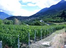 Azienda vitivinicola (Weingut) La Cantina di Cunéaz Nadir