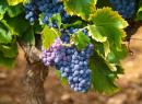 Explotación vitivinícola Gerbelle Didier - L'Atoueyo