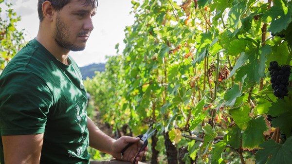 Azienda vitivinicola La Plantze