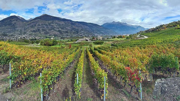 Azienda vitivinicola Le Clocher