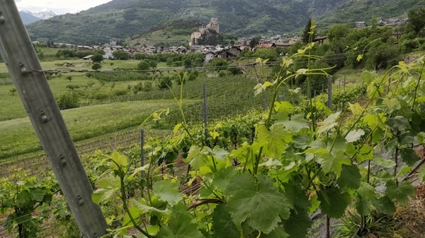 Azienda vitivinicola (Weingut) Le Grain
