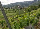 Azienda vitivinicola (Weingut) Le Grain