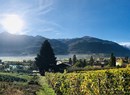 Azienda vitivinicola (Weingut) Les Petits Riens