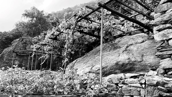 Azienda vitivinicola Maison Maurice Cretaz