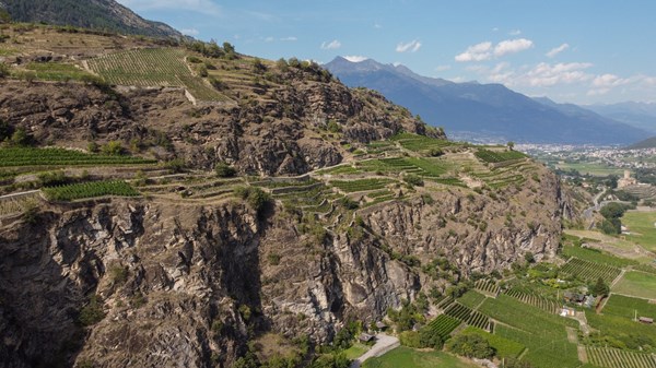 Azienda vitivinicola (Weingut) Pellissier
