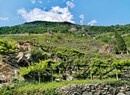 Azienda vitivinicola (Weingut) Pianta Grossa