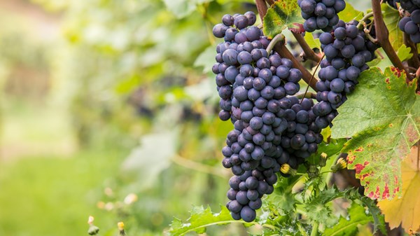 Azienda vitivinicola (Weingut) Thomain Danilo