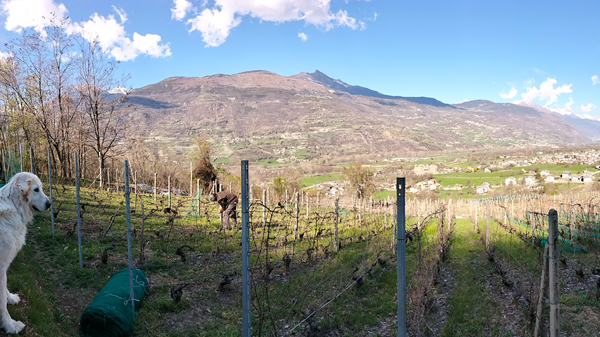Azienda vitivinicola Leffrey