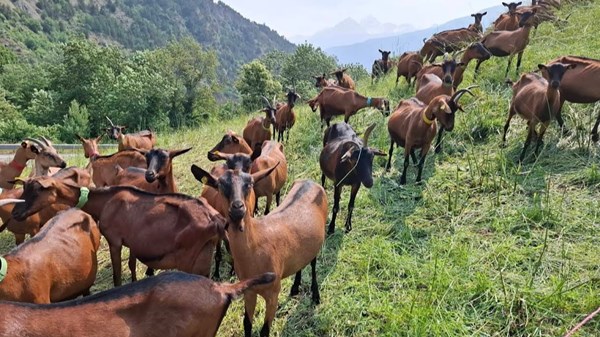 Landwirtschaftsgesellschaft Daniele Perrier
