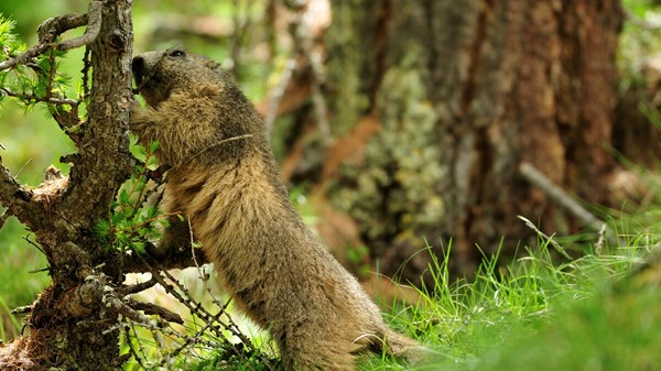Gruppo Trekking VDA - Natura e avventura in Valle d'Aosta