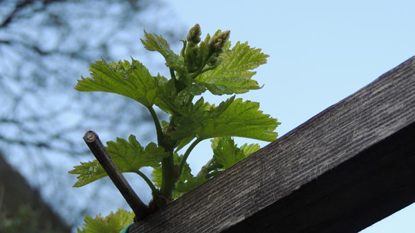 Azienda vitivinicola La Toula 