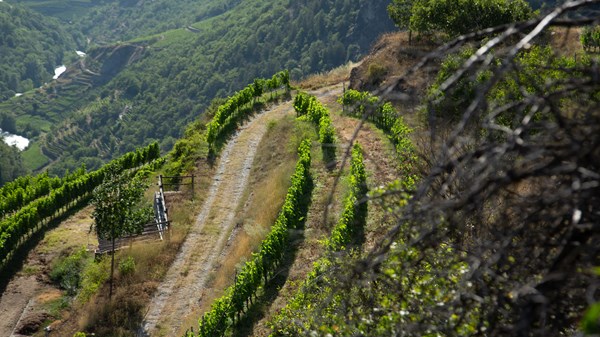 Azienda agricola Maison Vagneur