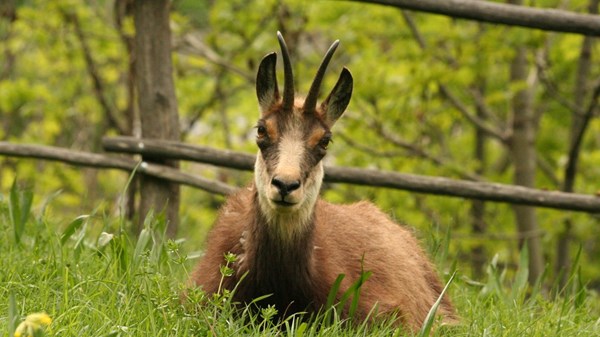 Tierpark "Parc Animalier"