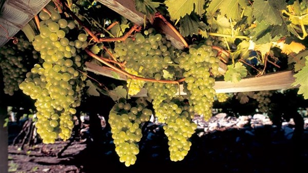 Nella valle del Monte Bianco: vini e sapori di… alto livello