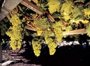 In the Mont Blanc Valley: high quality wines and flavours at a high altitude