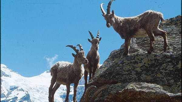 Parco Nazionale del Gran Paradiso
