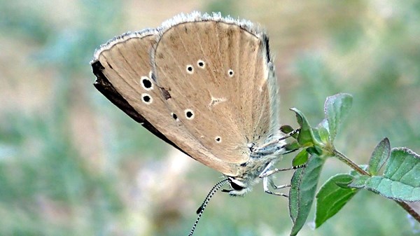 Pont d'Ael: el reino de las mariposas