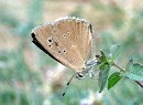 Pont d'Ael: el reino de las mariposas