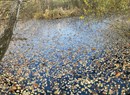 Naturschutzgebiet Holay-Teich