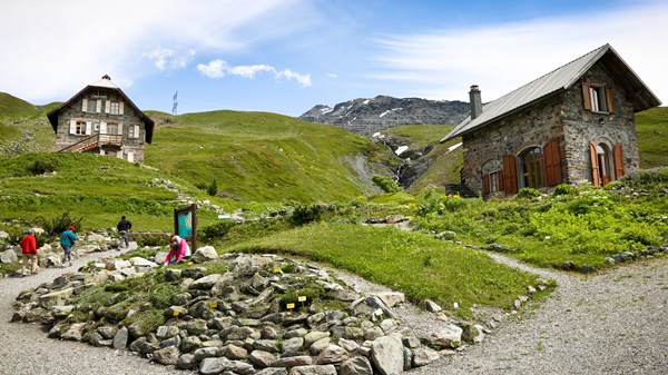 Alpiner botanischer Garten Chanousia