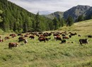 Jovençan - Col de Citrin