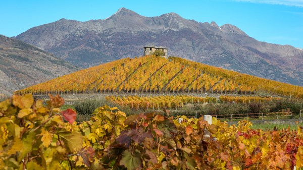 Tour des caves : à la découverte des vins valdôtains