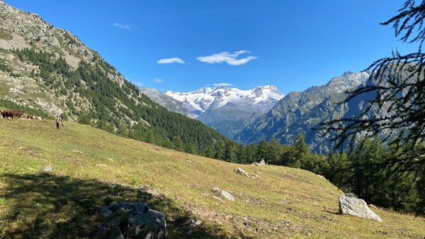 Rundweg Andro Tschalvrinò - Col Ranzola - Andro Tschalvrinò