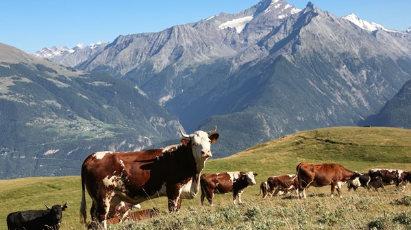 Vétan-Dessus - Alpe Grandes Arpilles