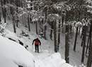 Crépin - Parcours Chevreuil