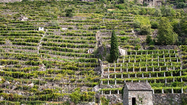 Rundtour zwischen Geschichte, Weinbergen und Olivenhainen
