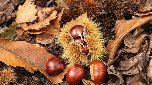 Castagne della Valle d'Aosta
