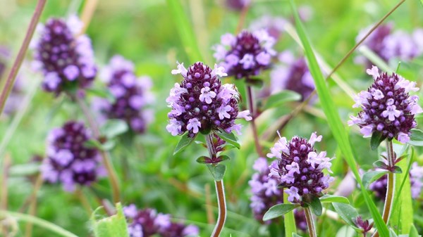 Aromatic and medicinal plants