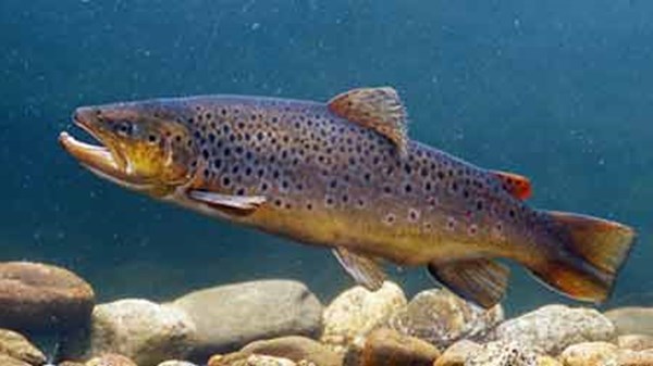 Riserva di pesca turistica estiva "Torrente Evançon e lago di Brusson"