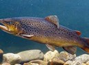 Touristische Sommer-Fischereireserve “Torrente Evançon und Brussonsee”