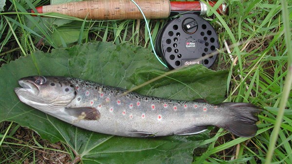 Riserva di pesca turistica estiva " Torrente Artanavaz"