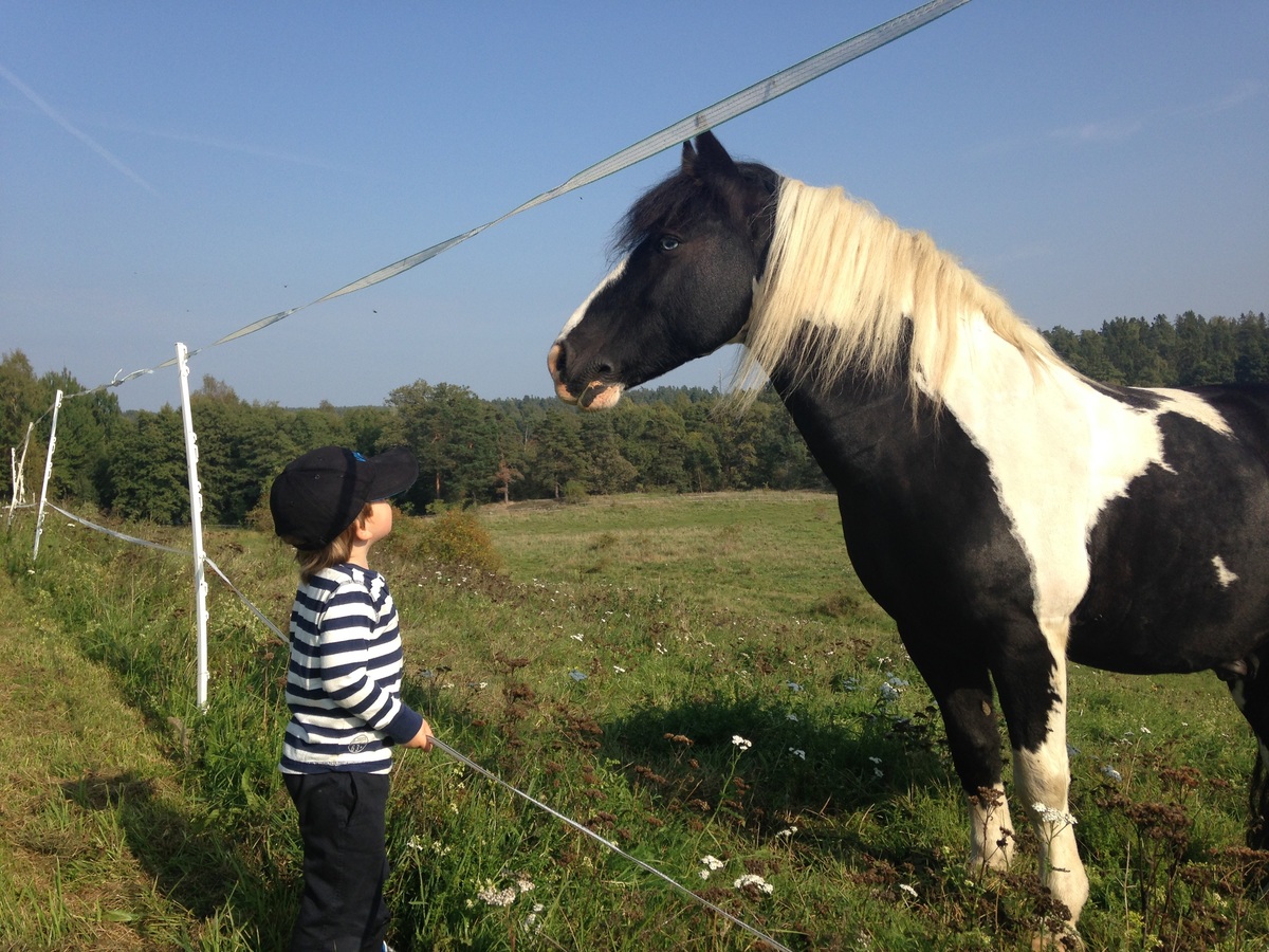 Bambino e cavallo